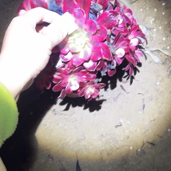 多肉法师植物链接105