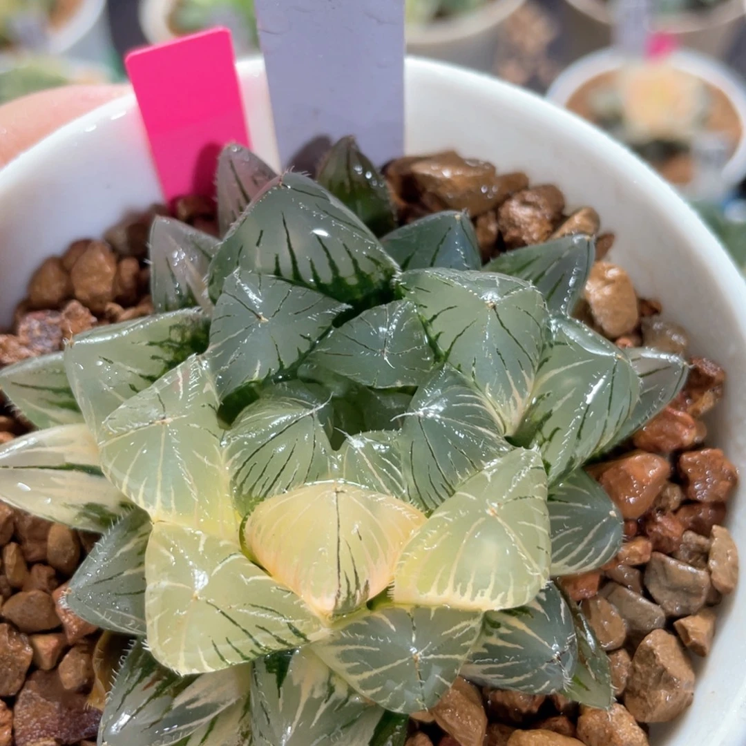 1巨大持赤线锦。