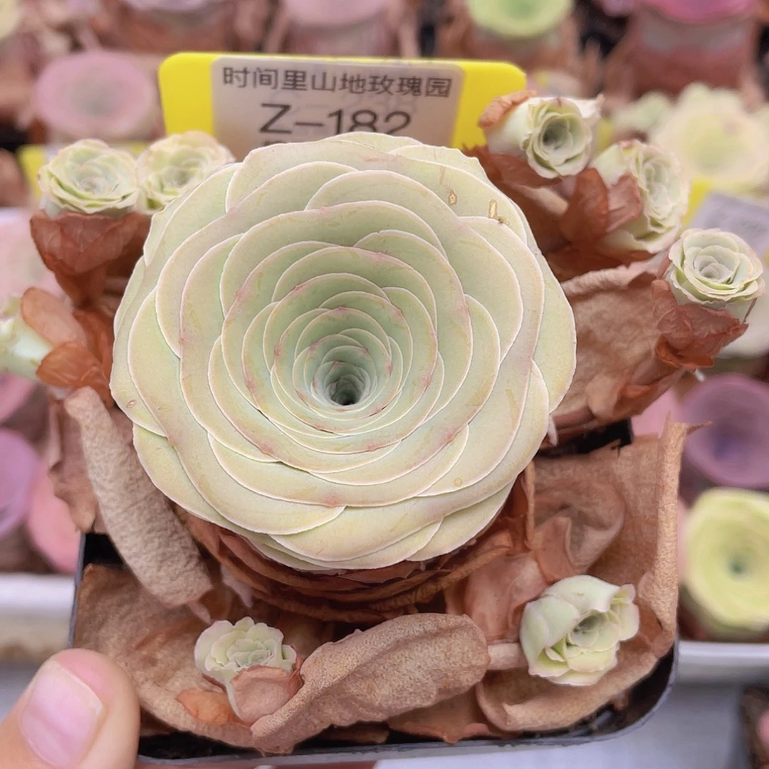 山地玫瑰Z182满38包邮裸根发货不售后