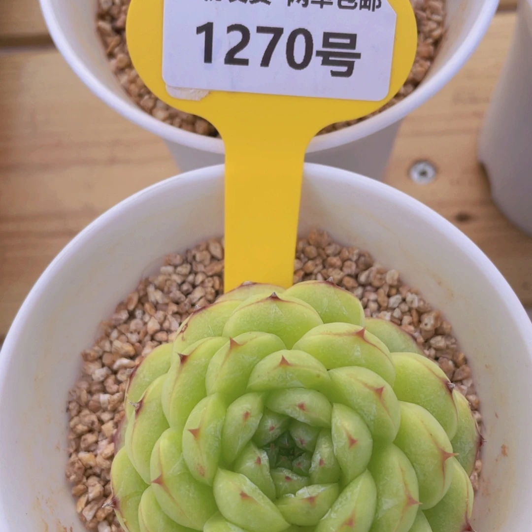 1270号 开播大福利母本绿菩提一个