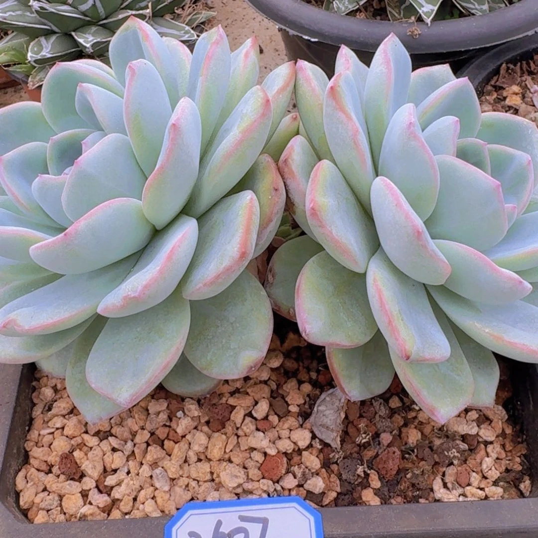 2607泡芙凡艺多肉