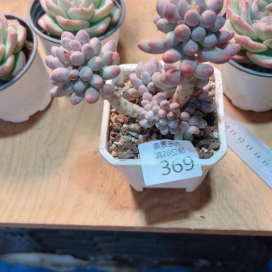 无花朵闻****?多肉一物一拍369