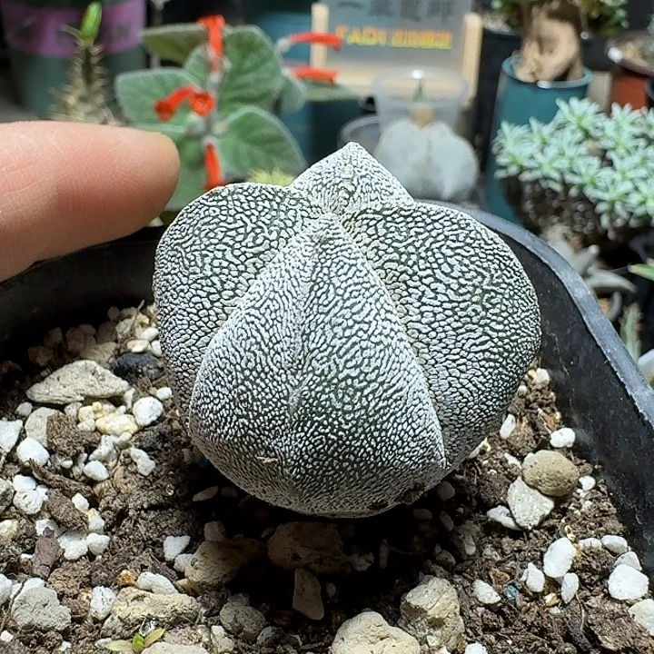 傲***丶437四角恩冢鸾凤玉脱土发货