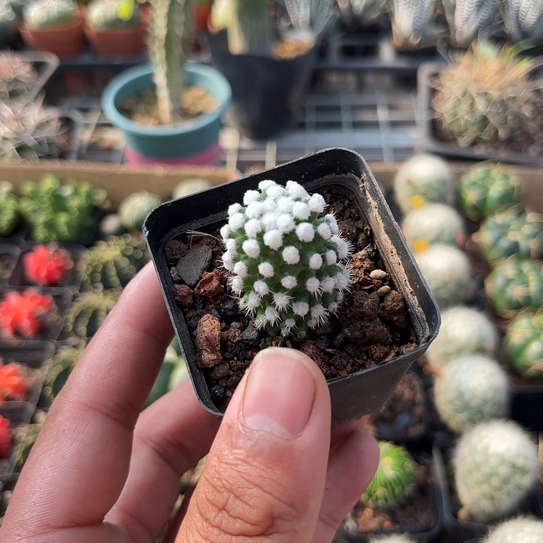 单头明日香单头发货单头