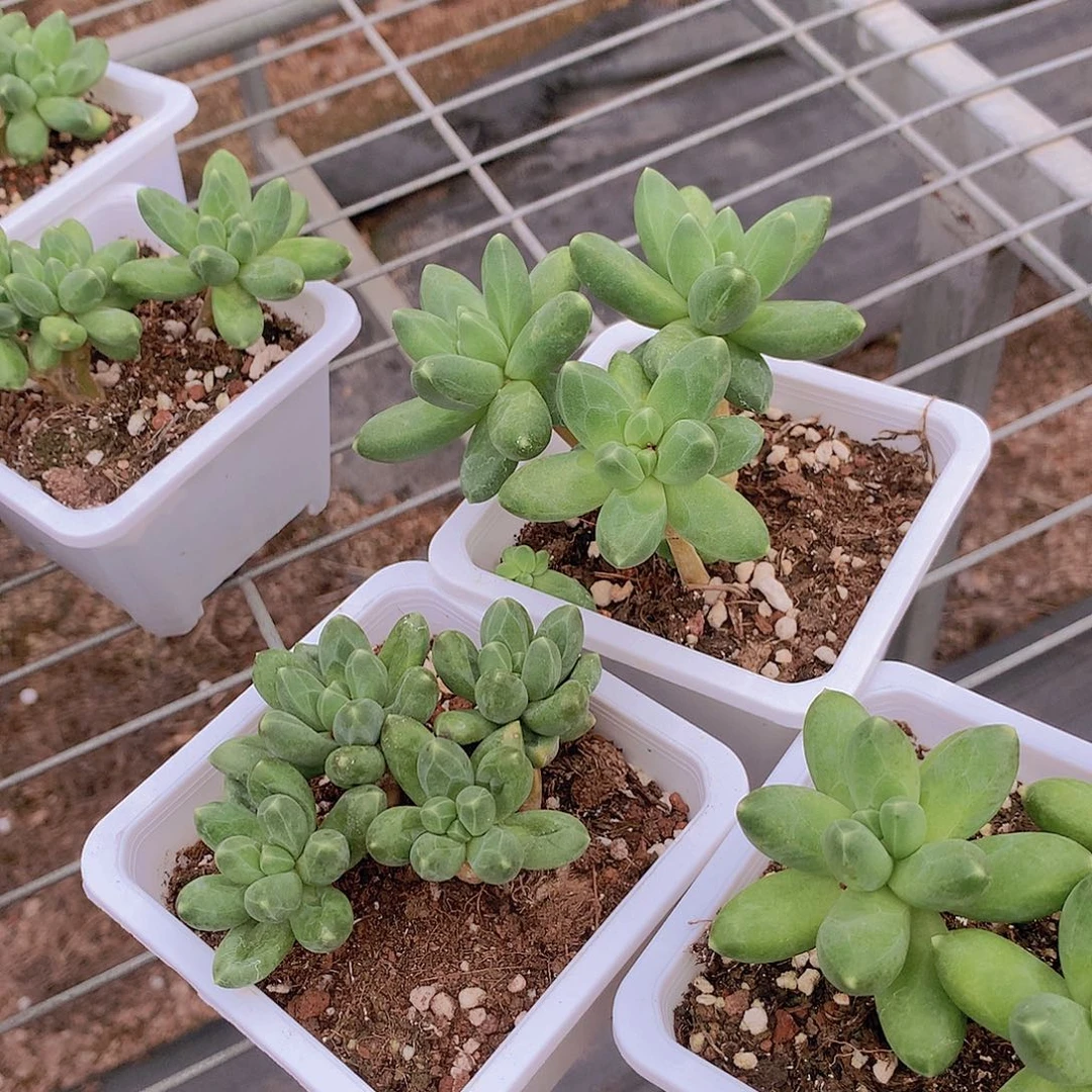 优选千代田456788999000