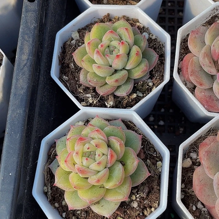 雪花珍妮带盆土发