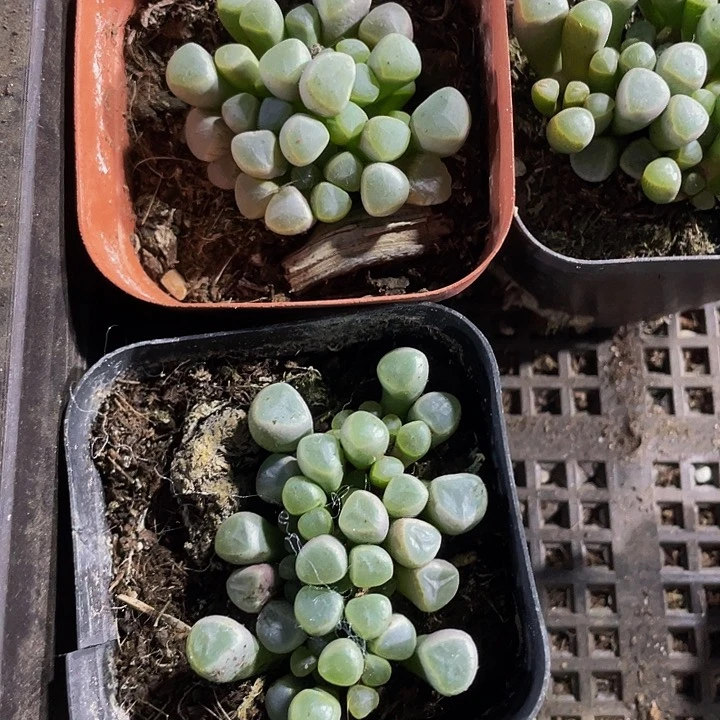 五十铃玉2.8带盆土