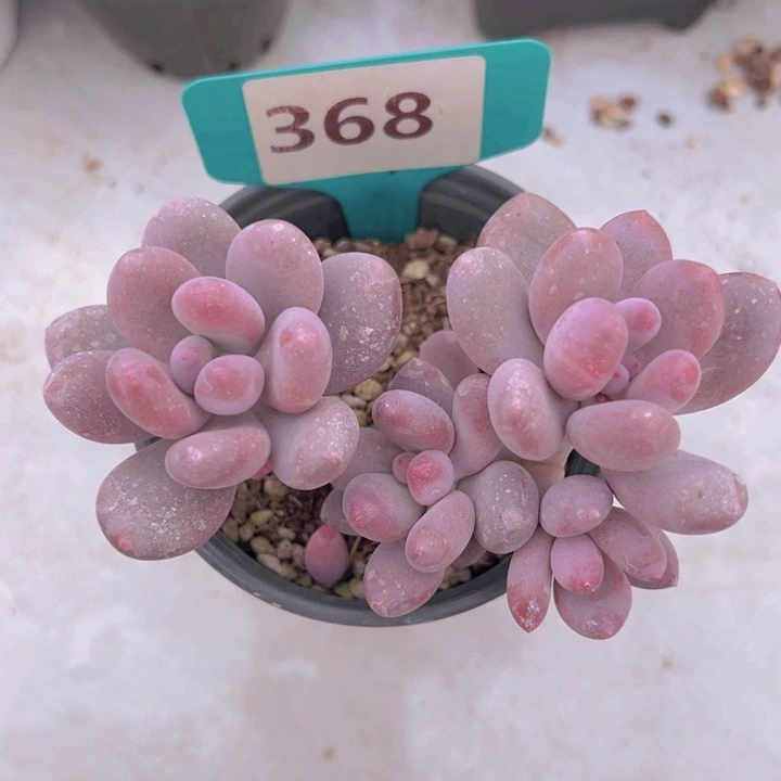 健健康康平平安安