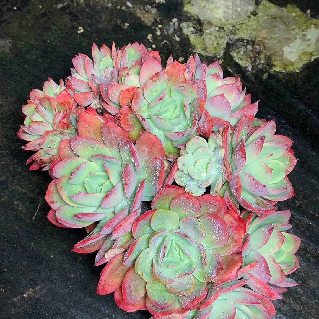 绮罗仙子一物一拍