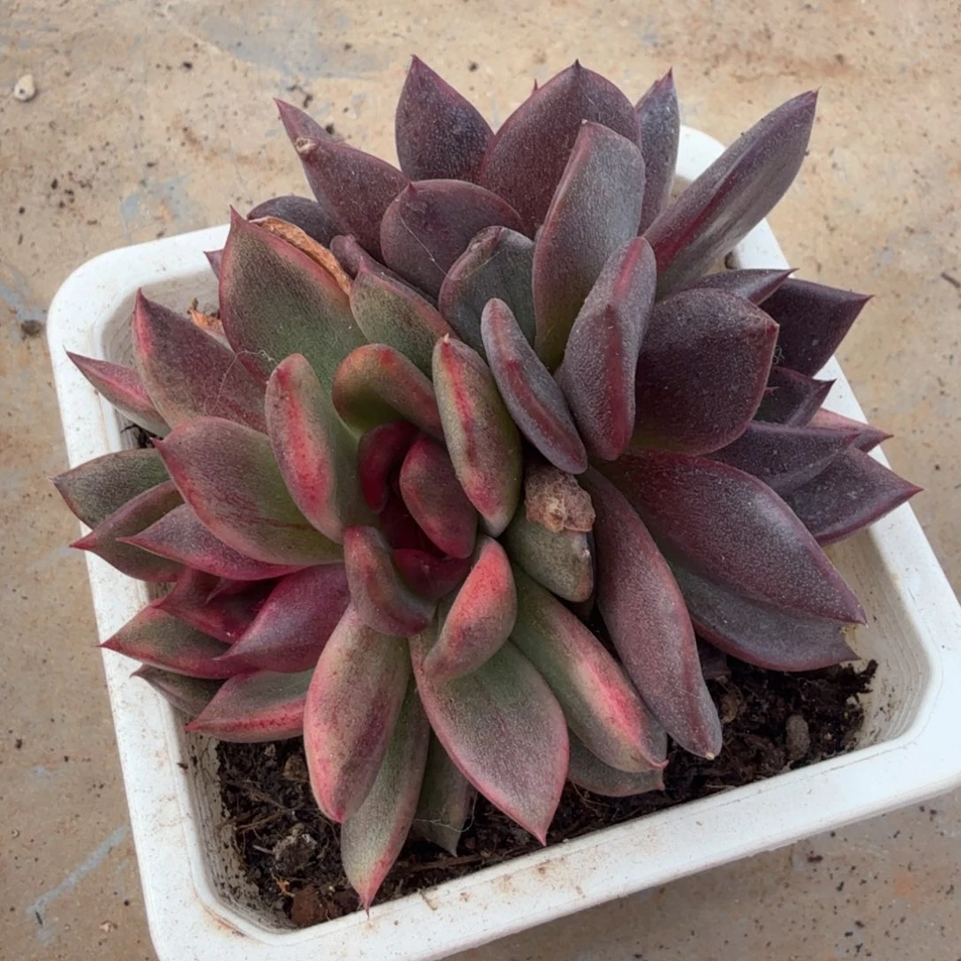 黑玫瑰锦腹轮锦一刻