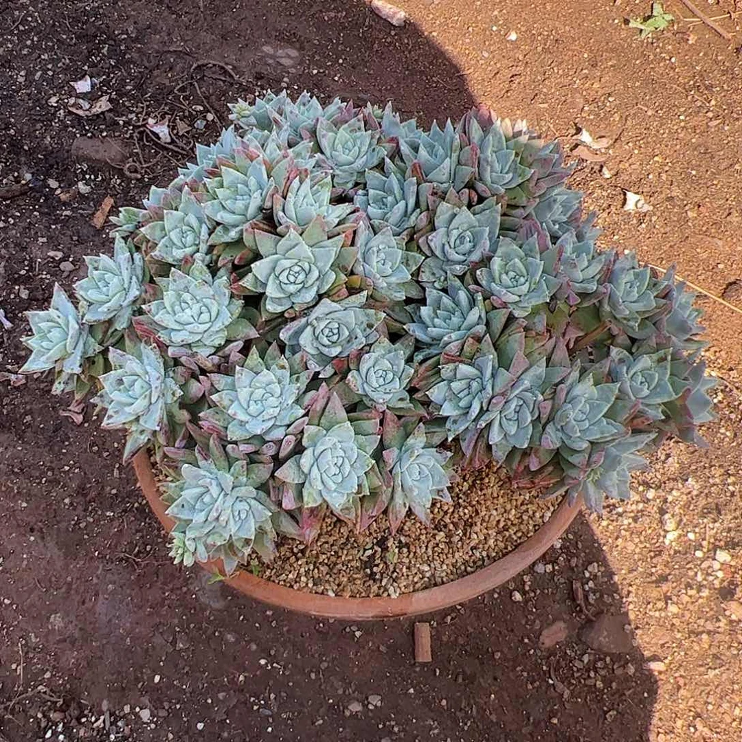 J***A4604白雪仙女杯多肉