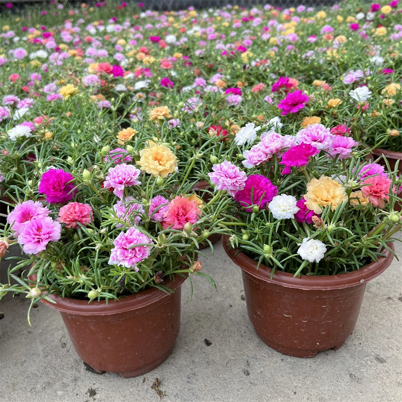 【带盆带土带花苞】重瓣太阳花多色品种宿根多年生植物开花易活耐晒