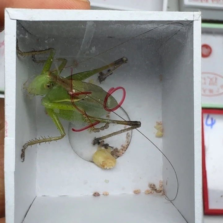 安***梦蟋蟀蝈蝈我在外面111111