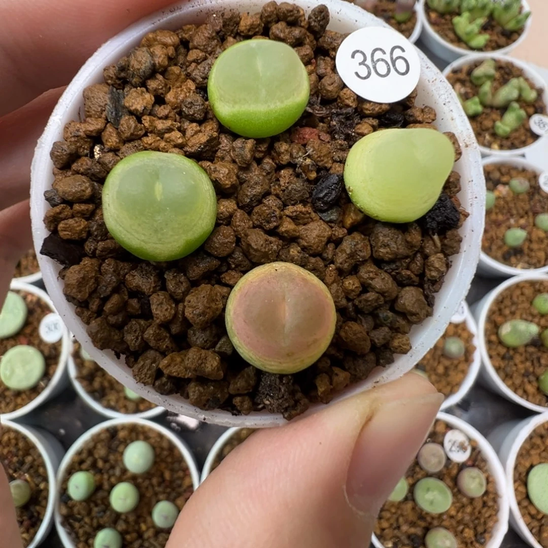 拉登一颗脱土3660000