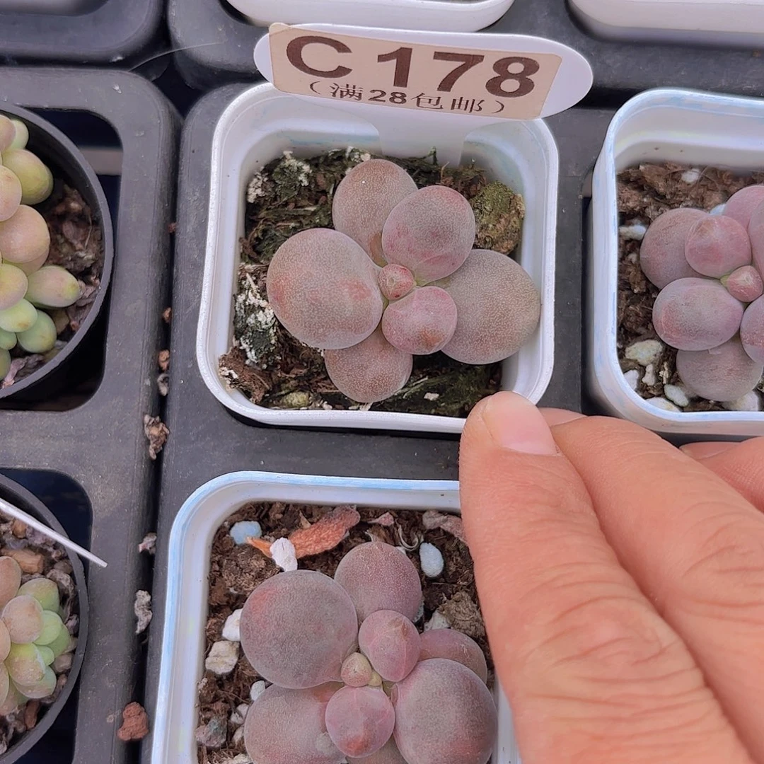 C178糖果美人一物一拍