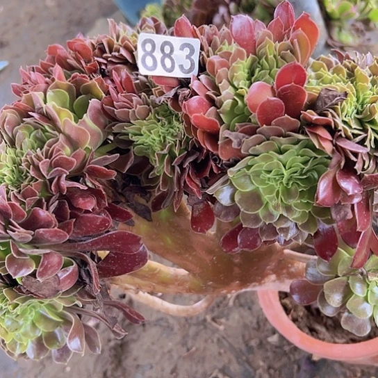 用***2多肉植物一个欧子