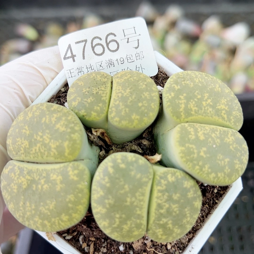 4766 好养易活生石花大母本