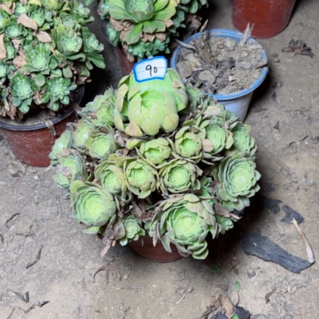 【闪购商品】多肉植物万圣夜90