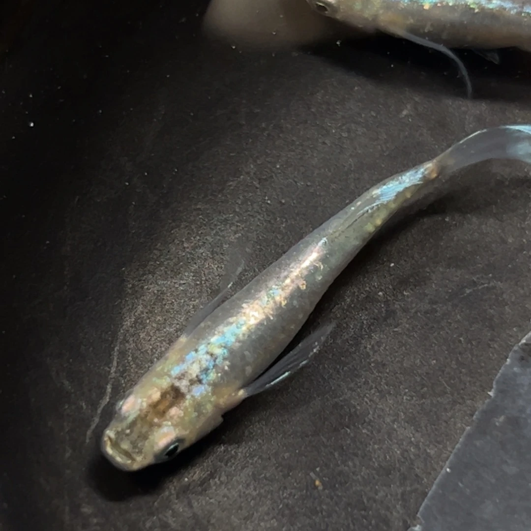 海水鱼还是觉得你的抱定决心