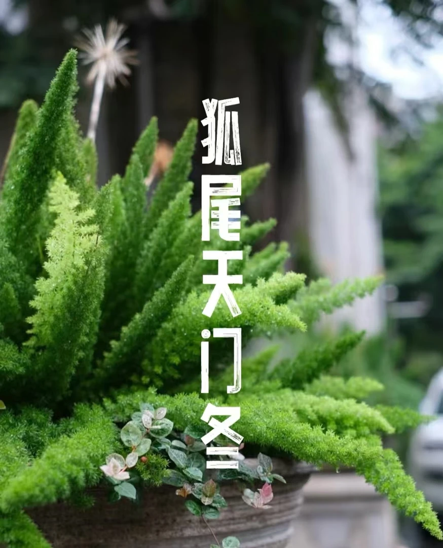 狐尾天门冬原盆原土绿植庭院高档花卉四季绿色观叶盆栽