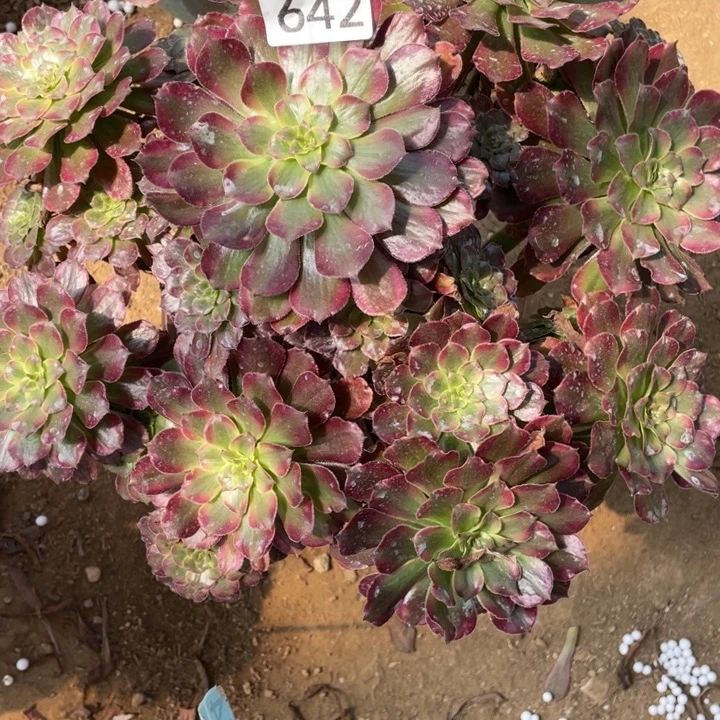 无花朵642多肉植物舞天姬
