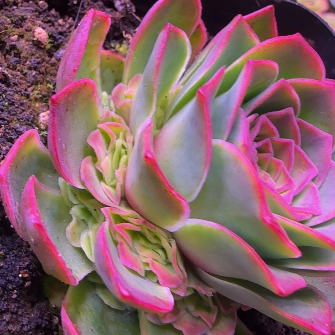 向**花清秋捧花1352435243868646868