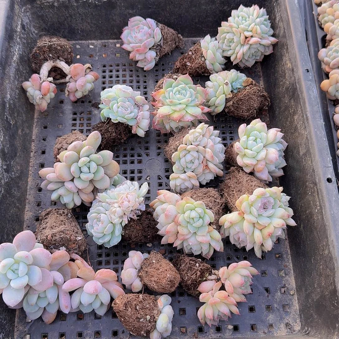 直播福利一物一拍27