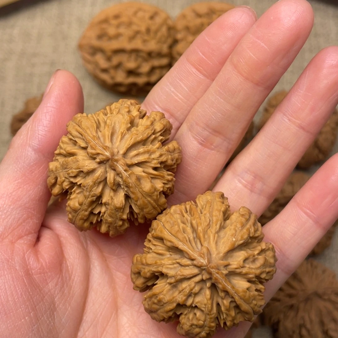 核桃秦岭核桃23号