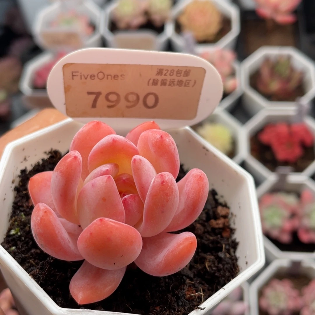 全明星7990-4.5厘米