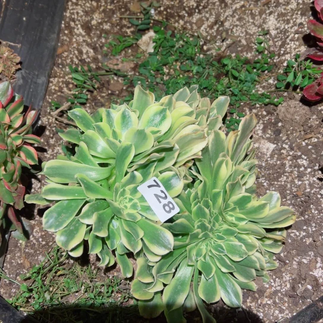 728 号多肉植物法师新年福利