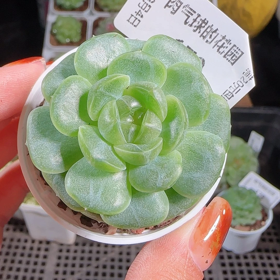 1004—179一物一拍