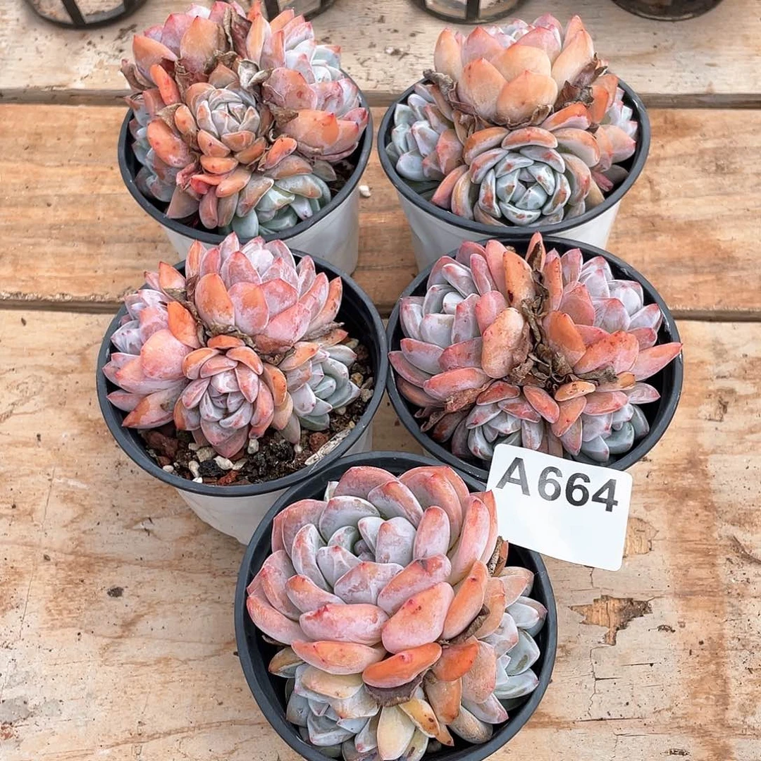 664多肉植物多肉植物