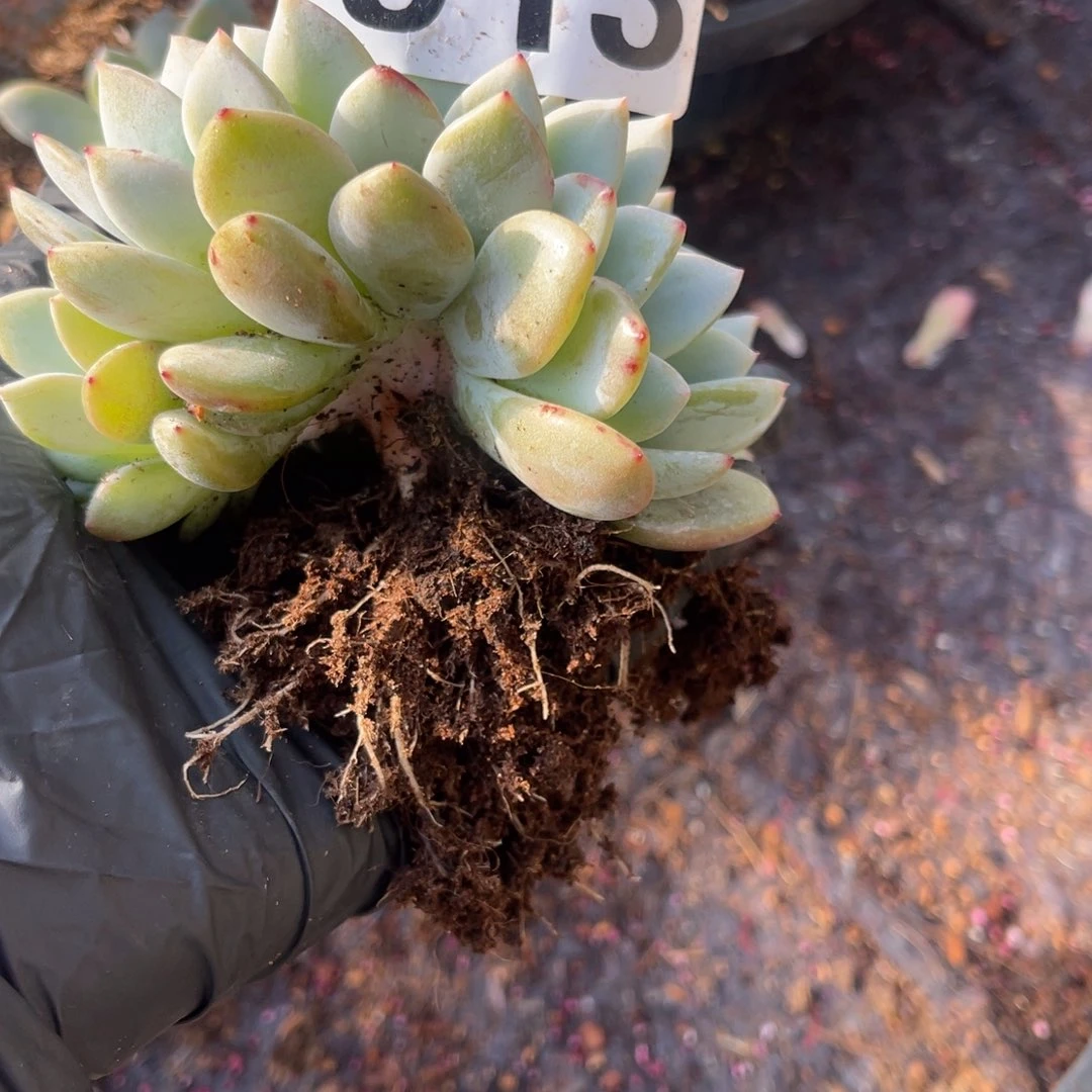 913号1114778888888888