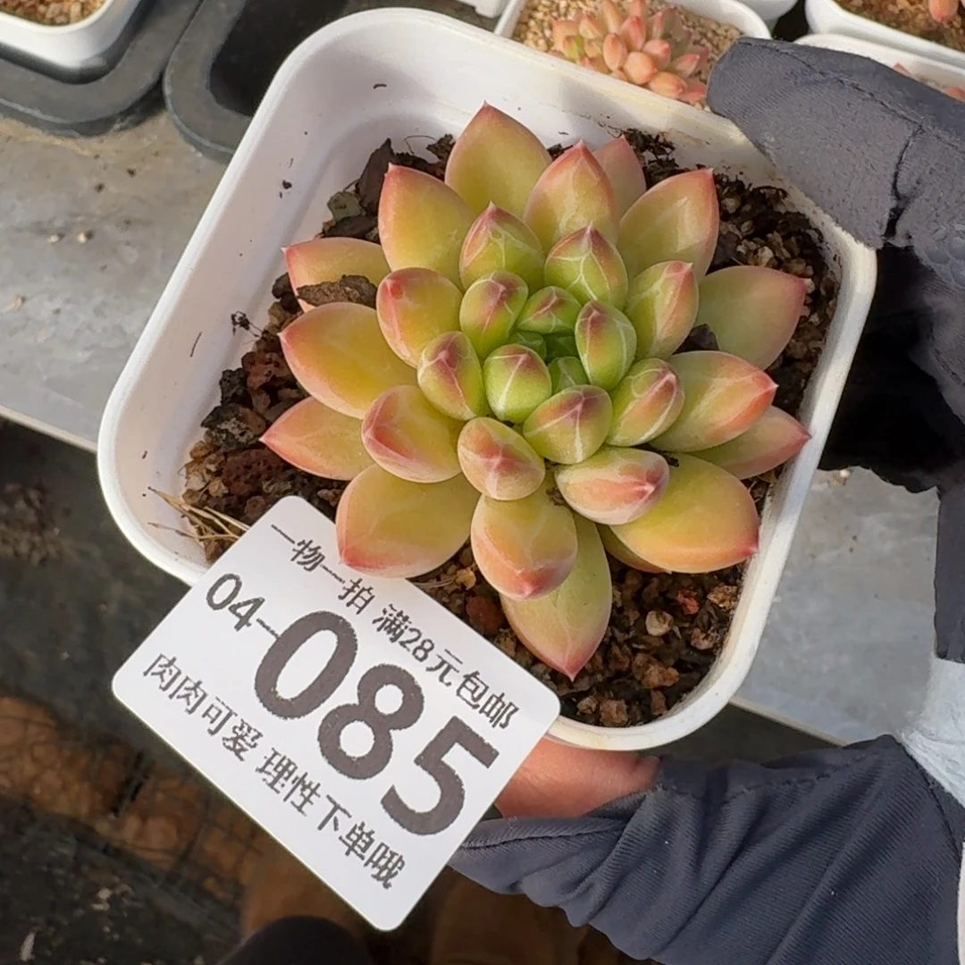 胖体青花瓷无盆土发货