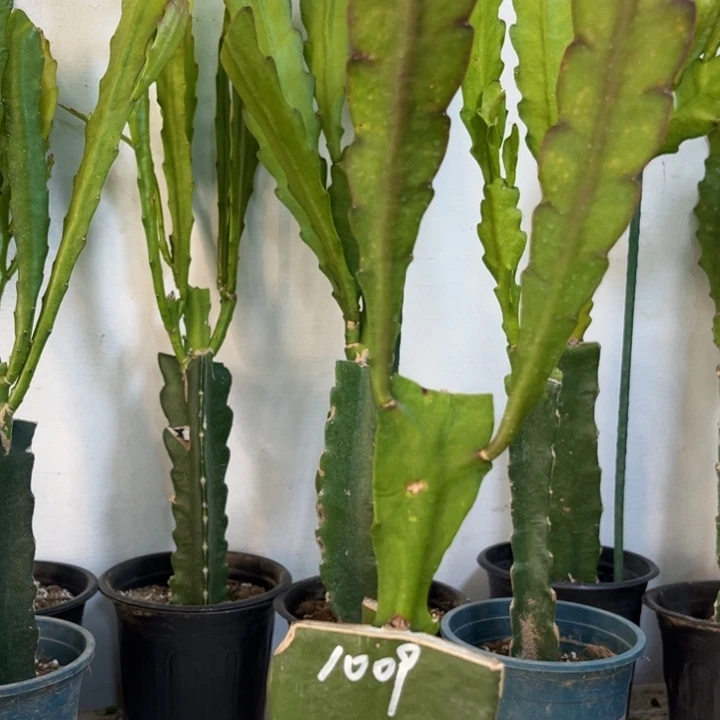 当前无花栽培后可以开花571