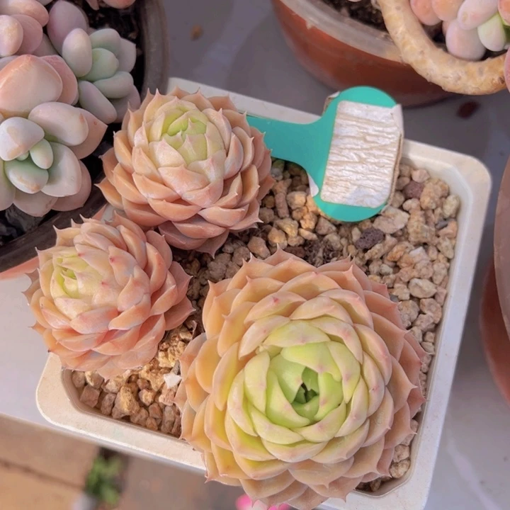 健健康康平平安安