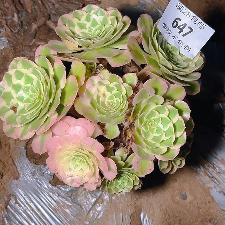 647海仙多肉植物保护