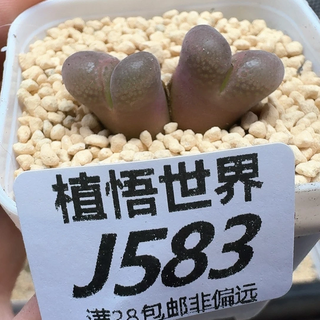 多肉植物的润泽额f