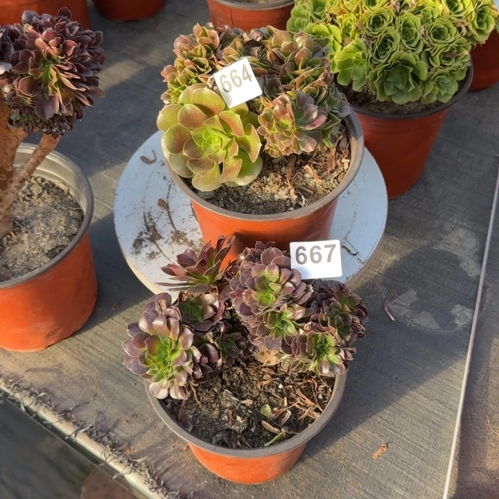 上***兒多肉植物两棵667664