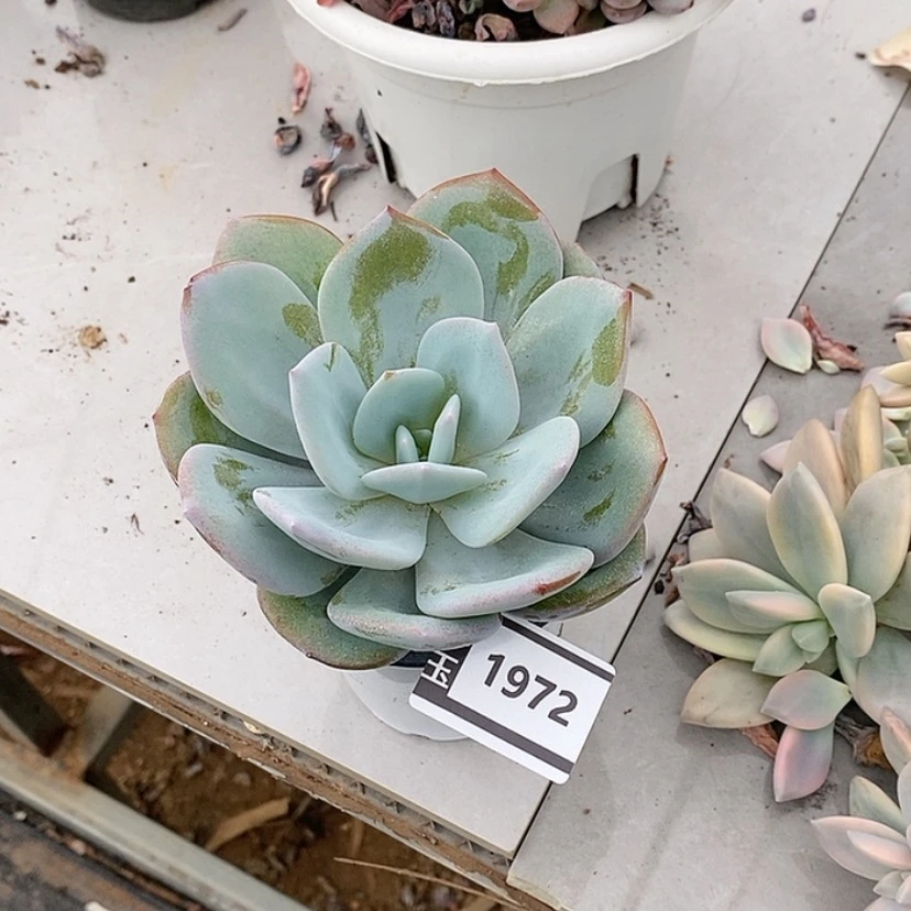 【闪购商品】奶茶1972
