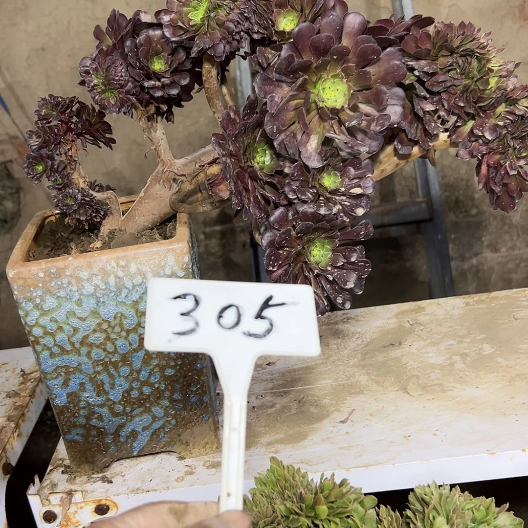 多肉植物铜壶一体化305