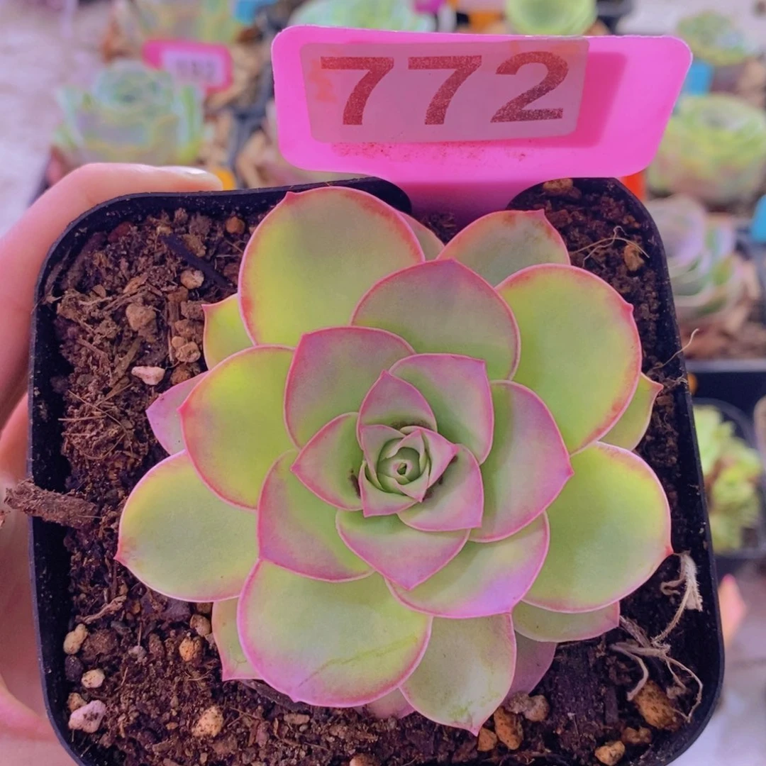 山地玫瑰一物一拍琦梦晨光772