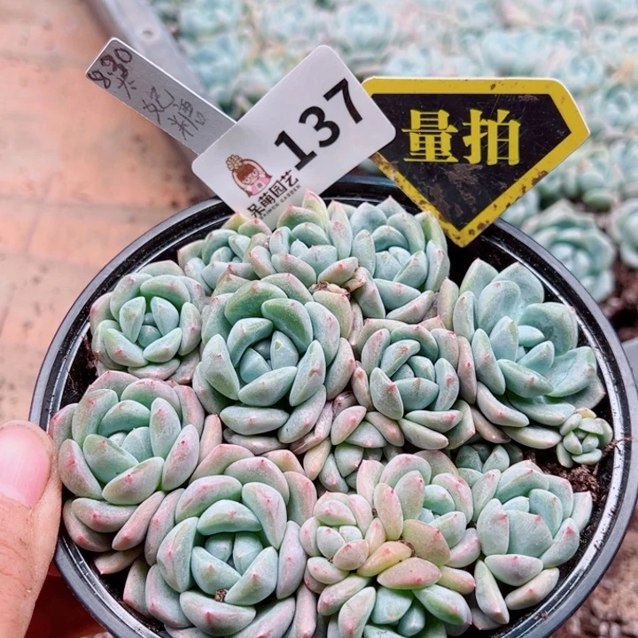 多肉植物多肉植物