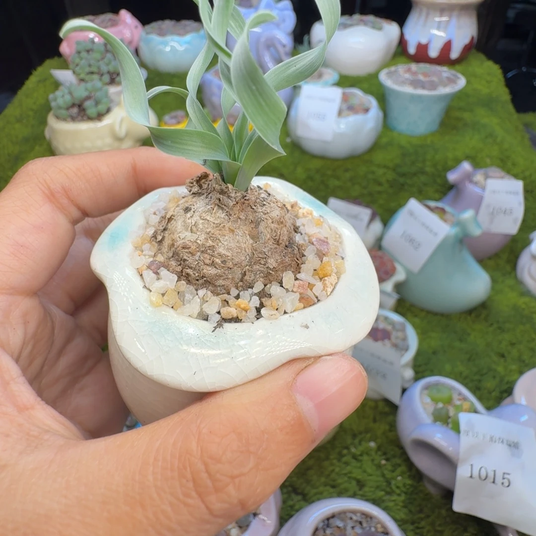 多肉植物开播福利冲1064