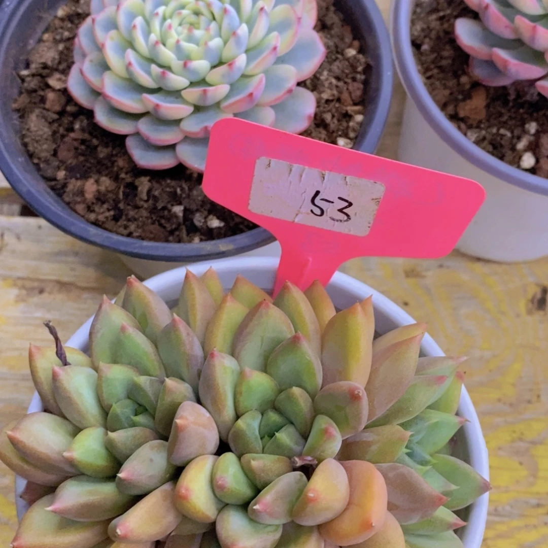 双十一开始，11.10场，晚上