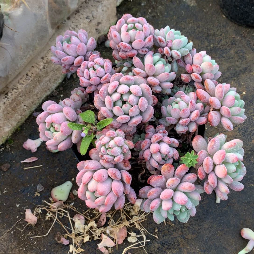 小红蛋多肉一物一拍