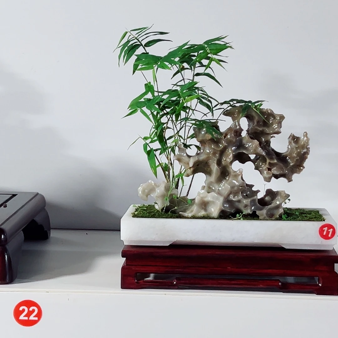 创***一无花朵盆景，凤尾竹，玲珑石，