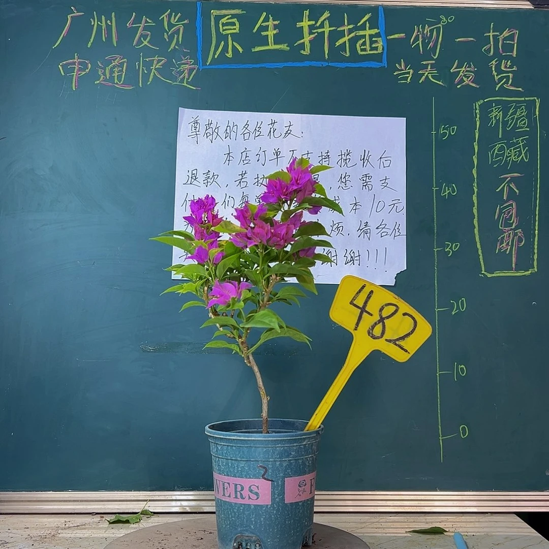 当前无花栽培后可以开花  紫狐狸  482