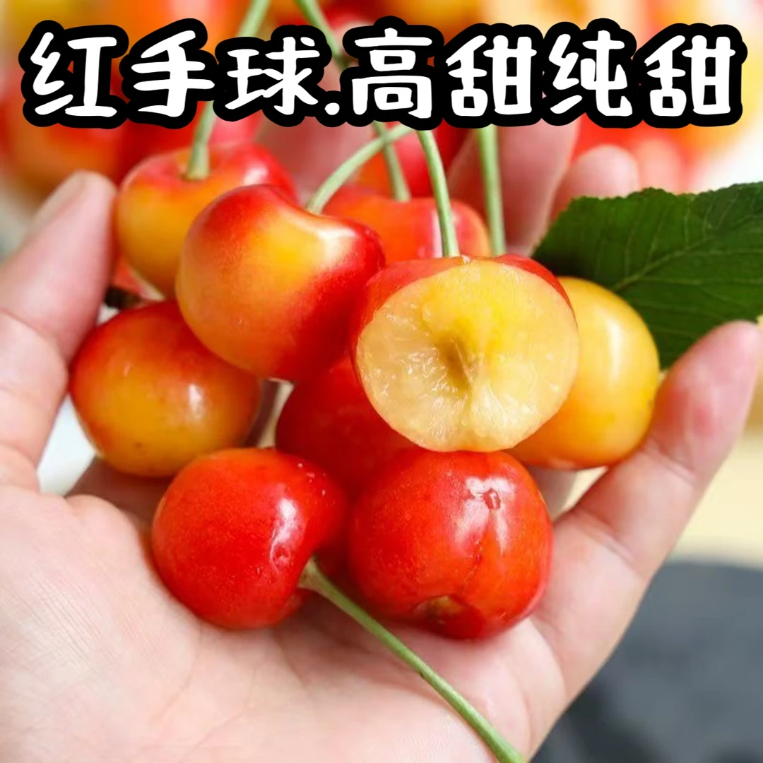 【红绣球】高甜无酸大连樱桃顺丰空运包邮