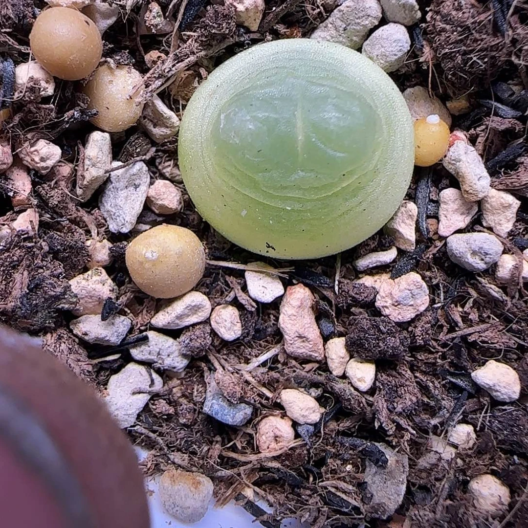 631拉灯1.4厘米带盆土